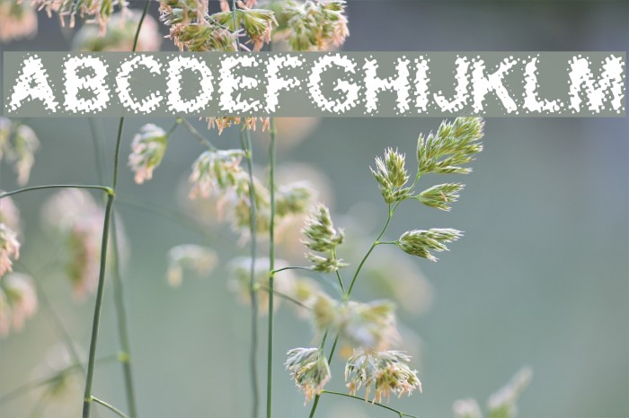 Acidic Font examples