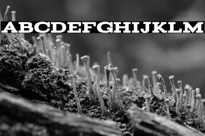 Acknowledgement Font examples