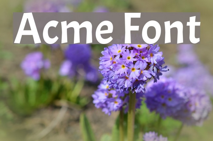 Acme Polices examples