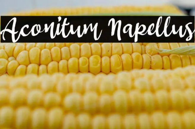 Aconitum Napellus Example 1