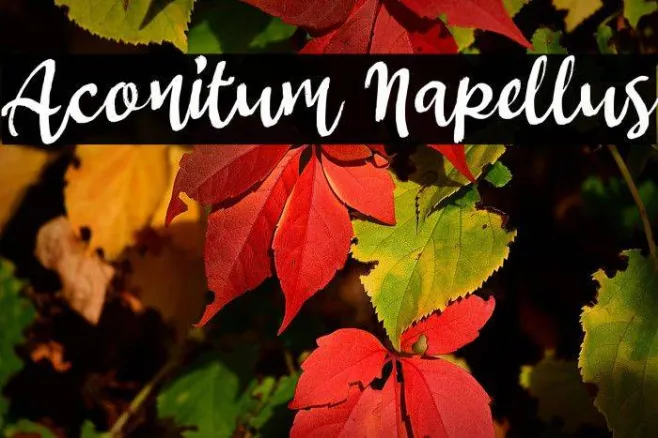 Aconitum Napellus Example 3