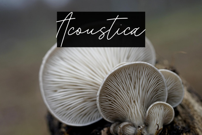 Acoustica Example 2