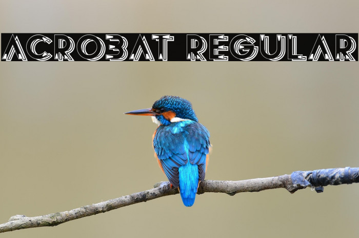 Acrobat Regular Example 2