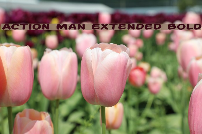 Action Man Extended Bold Font examples