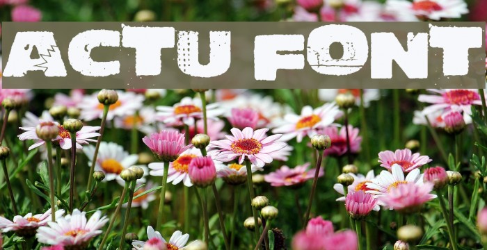Actu Font examples