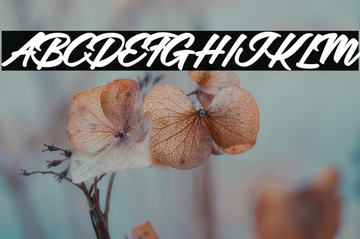 Adalgisa Personal Use Regular Example 3