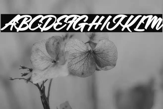 Adalgisa Personal Use Regular Font examples