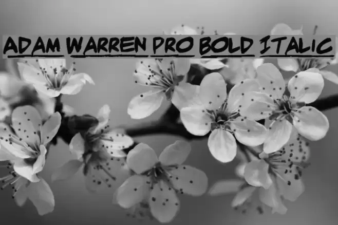 Adam Warren pro Bold Italic Font examples