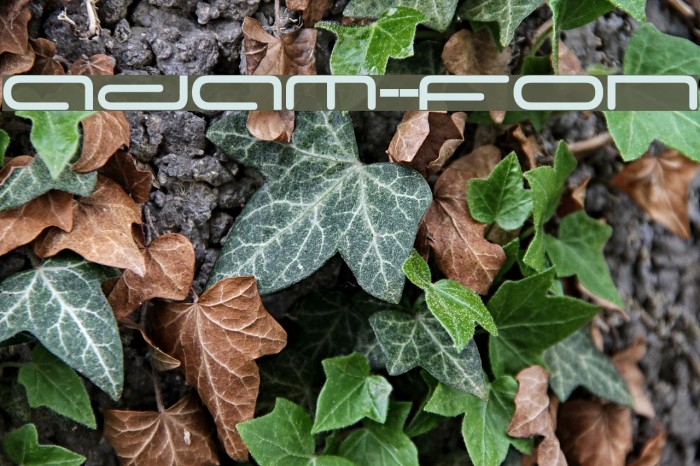 Adam-s-Font Font examples