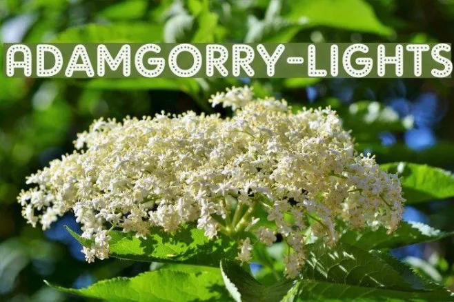 AdamGorry-Lights Example 3