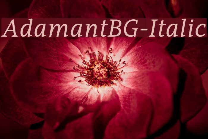 AdamantBG-Italic Font examples