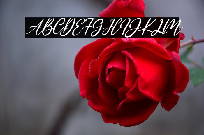 Addison Affson Italic Example 2