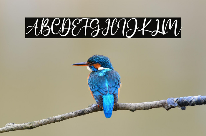 Addison Affson Example 2