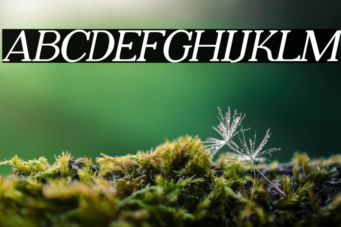 Adega Serif Bold Italic Example 2