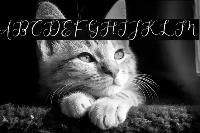 Adelaide Font examples