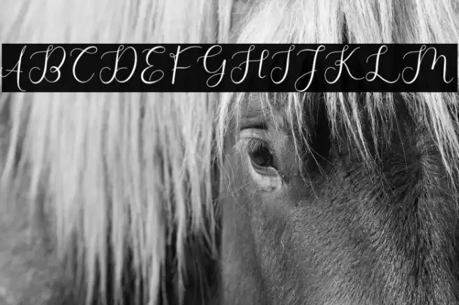 Adelaide Font examples