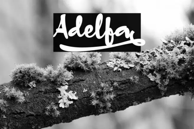 Adelfa_ Font examples