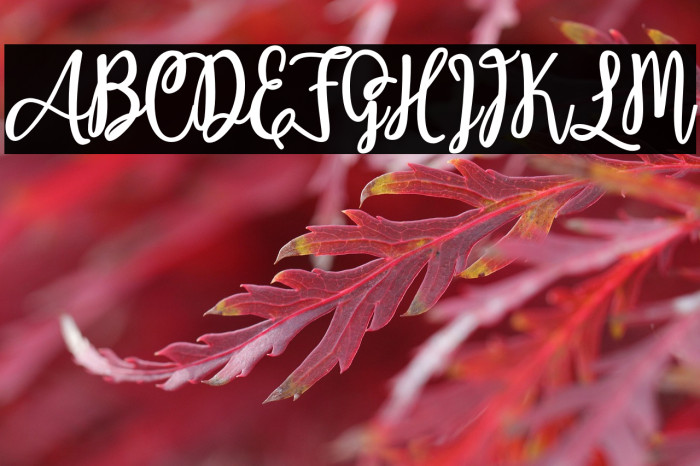 Adeliapasha Example 3