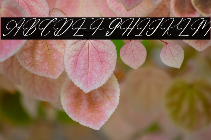 Adelifany Belindara DEMO VERSIO Italic Example 1