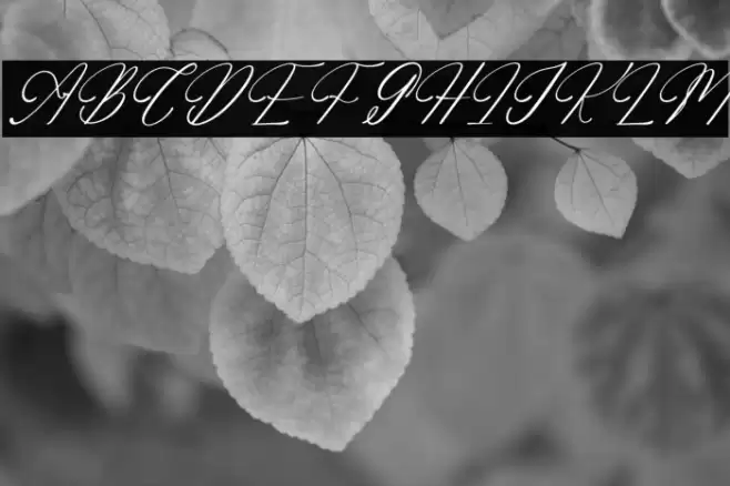 Adelifany Belindara DEMO VERSIO Italic फ़ॉन्ट examples