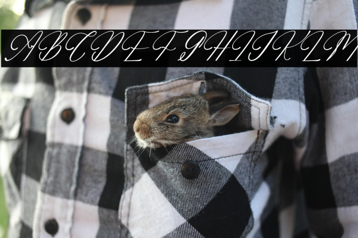 Adelifany Belindara DEMO VERSIO Italic Example 2