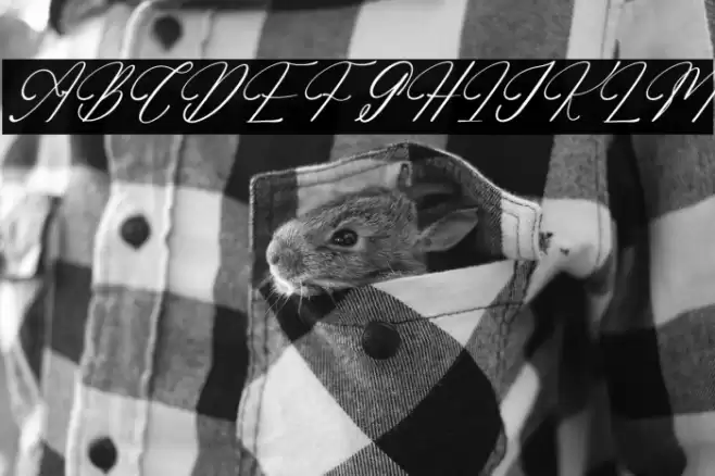 Adelifany Belindara DEMO VERSIO Italic फ़ॉन्ट examples