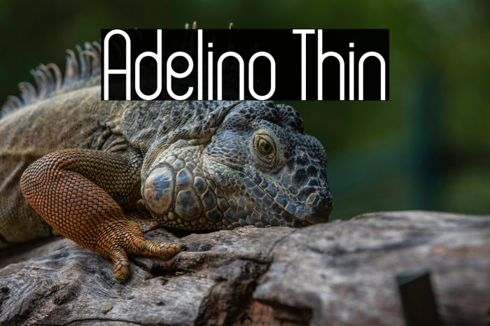 Adelino Thin Example 1