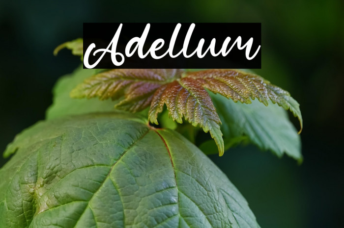 Adellum Example 3