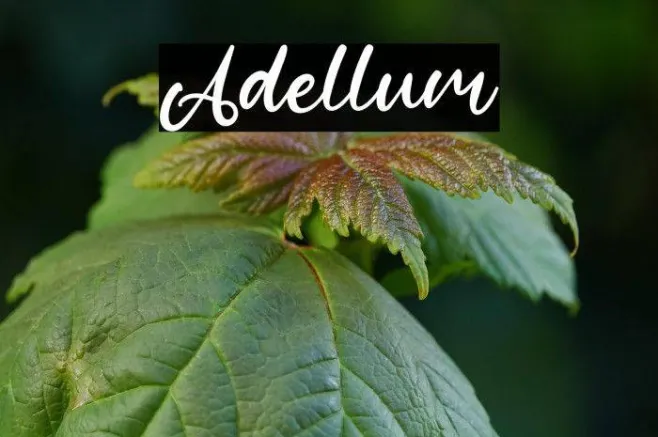 Adellum Example 3