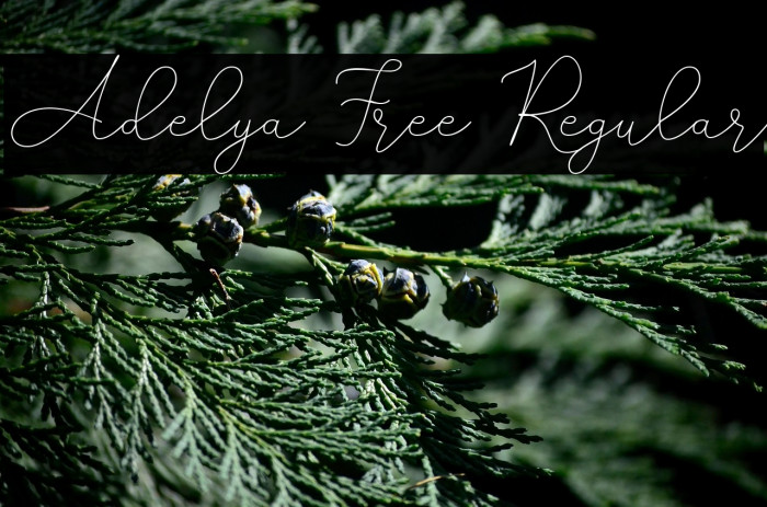 Adelya Free Regular Example 2