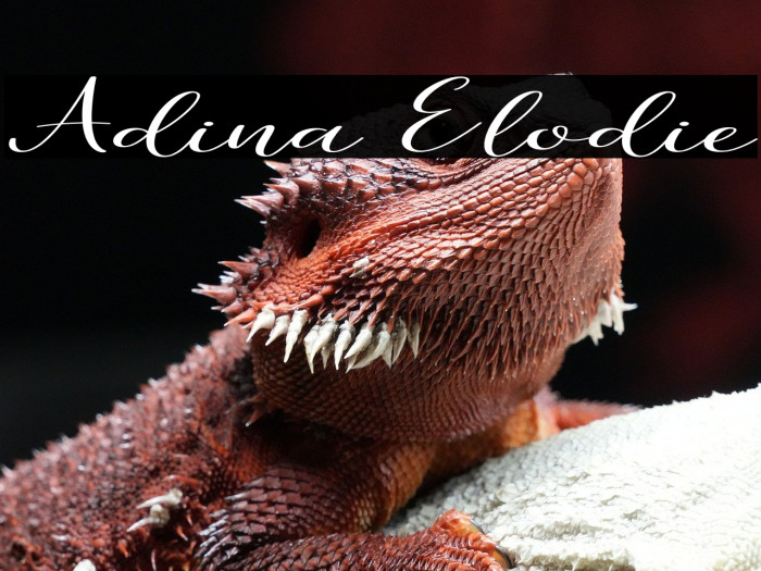 Adina Elodie Example 3