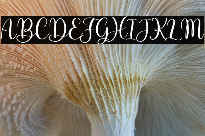 Adinda Sayang Example 3