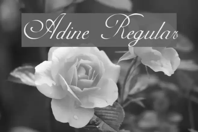 Adine Regular Fuentes examples