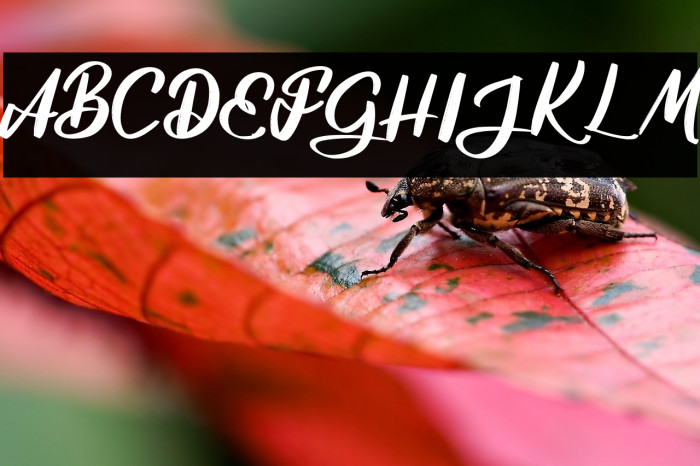 AdisoneFREE Example 1