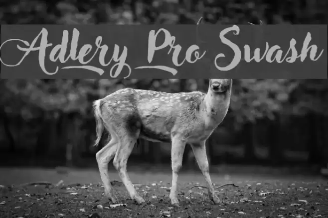 Adlery Pro Swash Font examples