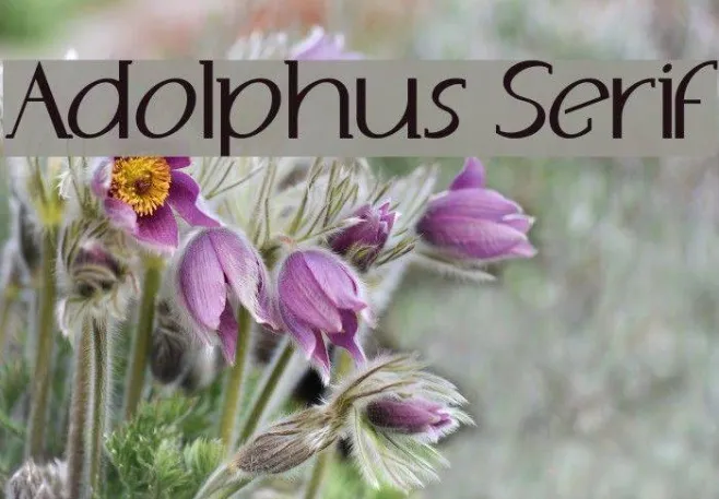 Adolphus Serif Example 1