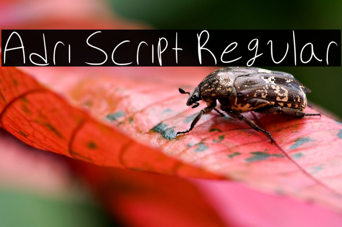 Adri Script Regular Example 2