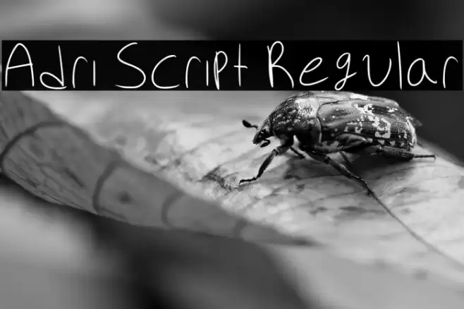 Adri Script Regular 字体 examples