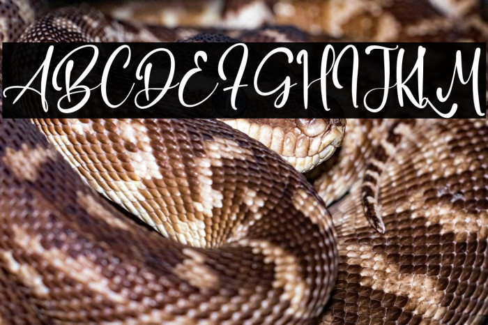 Adrian Martin Example 3