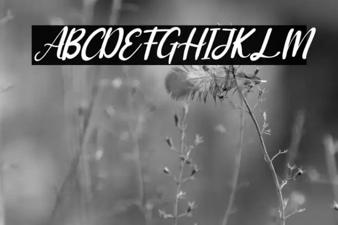 Adriana Italic Font examples