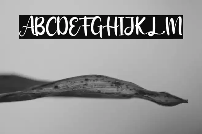 Adriana Font examples