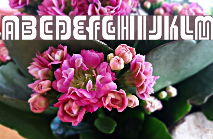 Adriator Шрифта examples