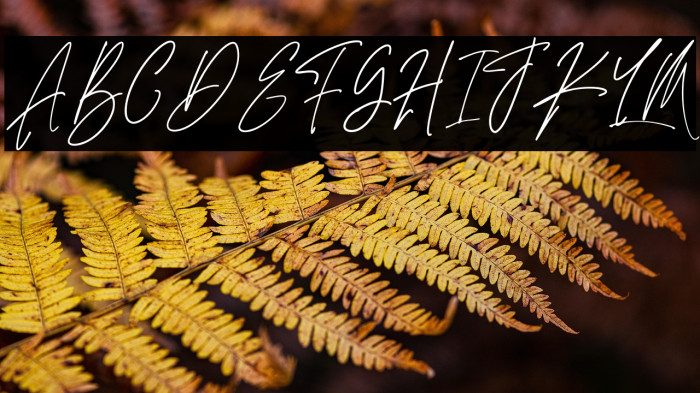 AdustineSignature-Regular Example 2