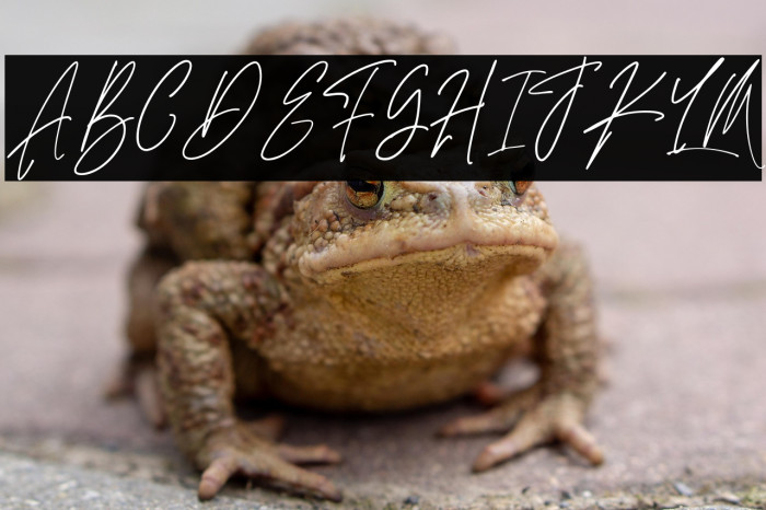 AdustineSignature-Regular Example 3