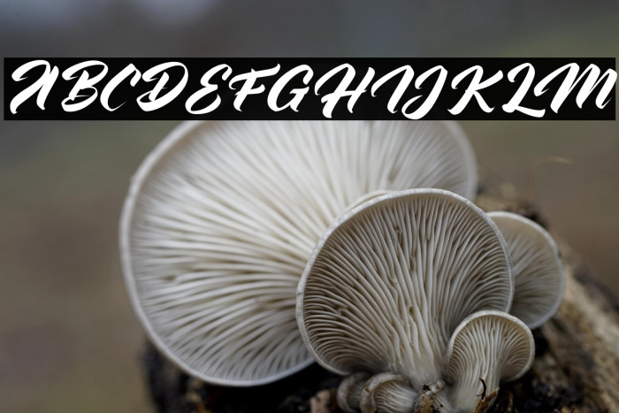 AdvectionzFREE Example 2