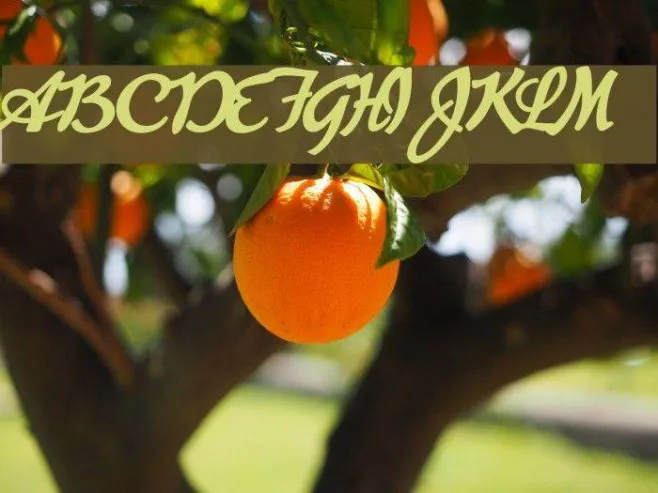 Advertising Script Bold Example 3