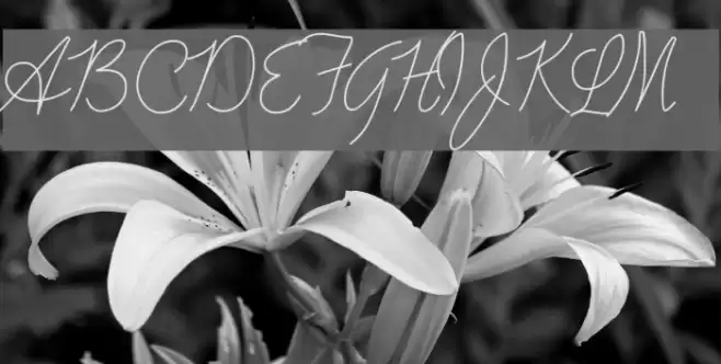 Advertising Script Monoline Font examples