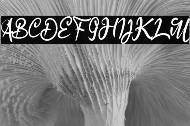 Advice Quotes Font examples