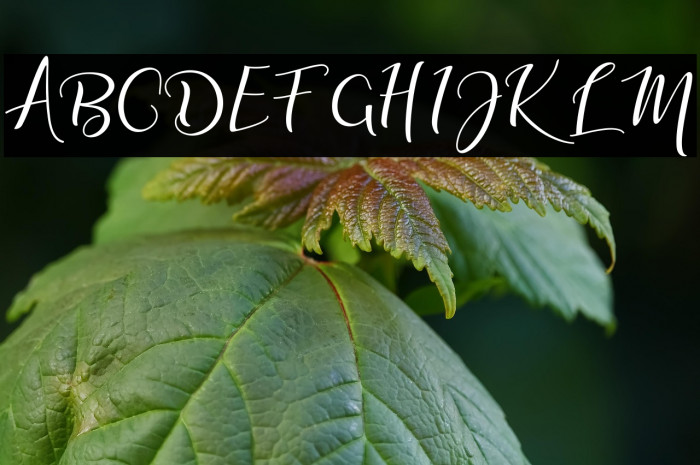 adalinescript Example 2