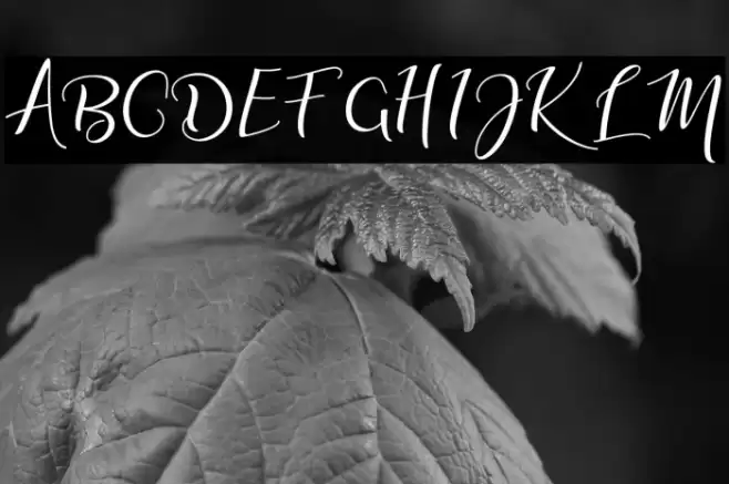 adalinescript Font examples